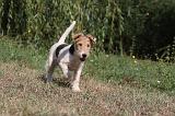 FOX TERRIER 072